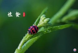 【游戏周刊】一曲肝肠断，天涯何处觅知音游戏攻略_手游下载