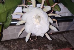 【求助】求个游戏资源啊！游戏攻略_手游下载