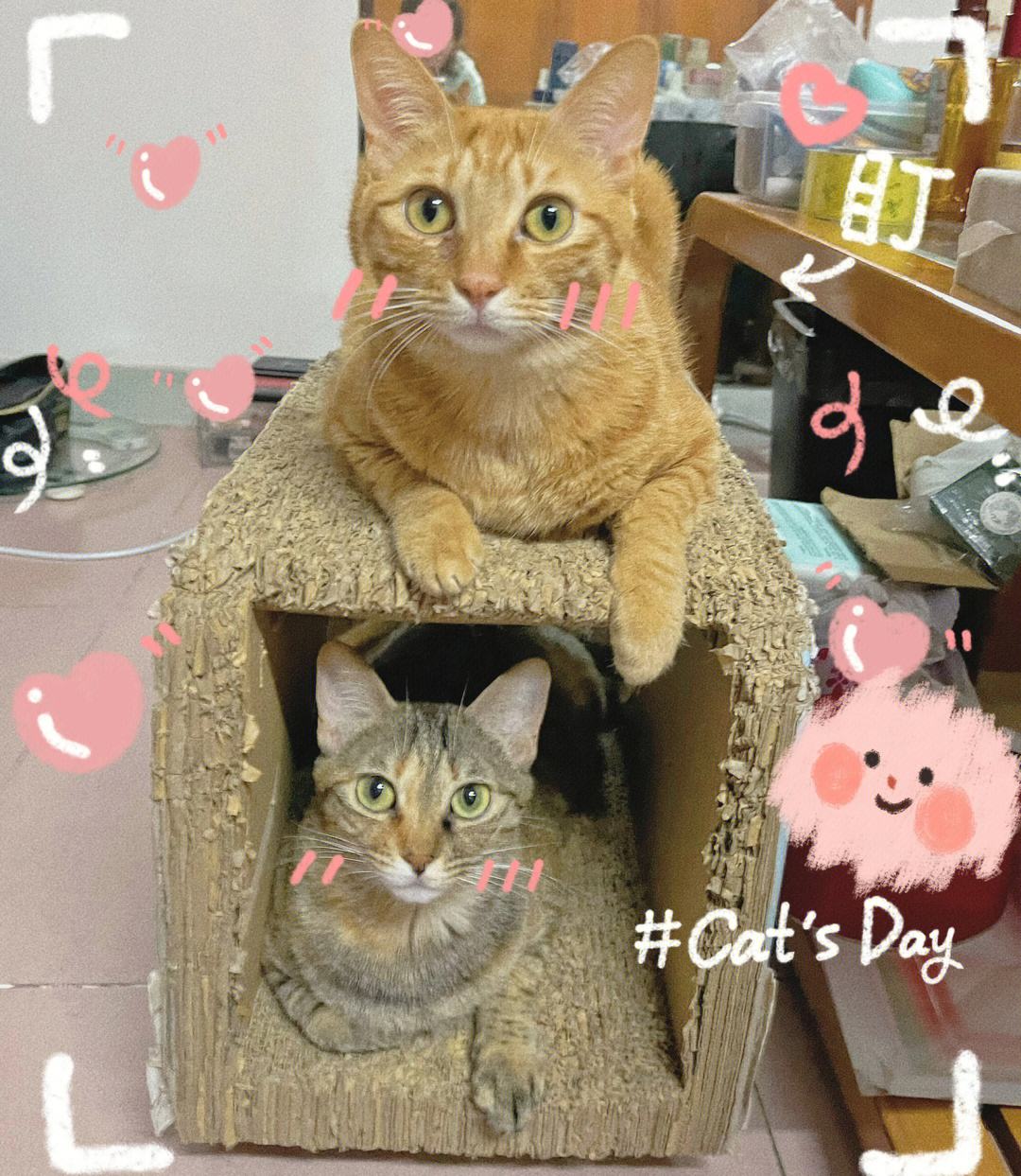 剑网三吧猫德学院(剑三猫猫能有什么坏心眼)  第2张