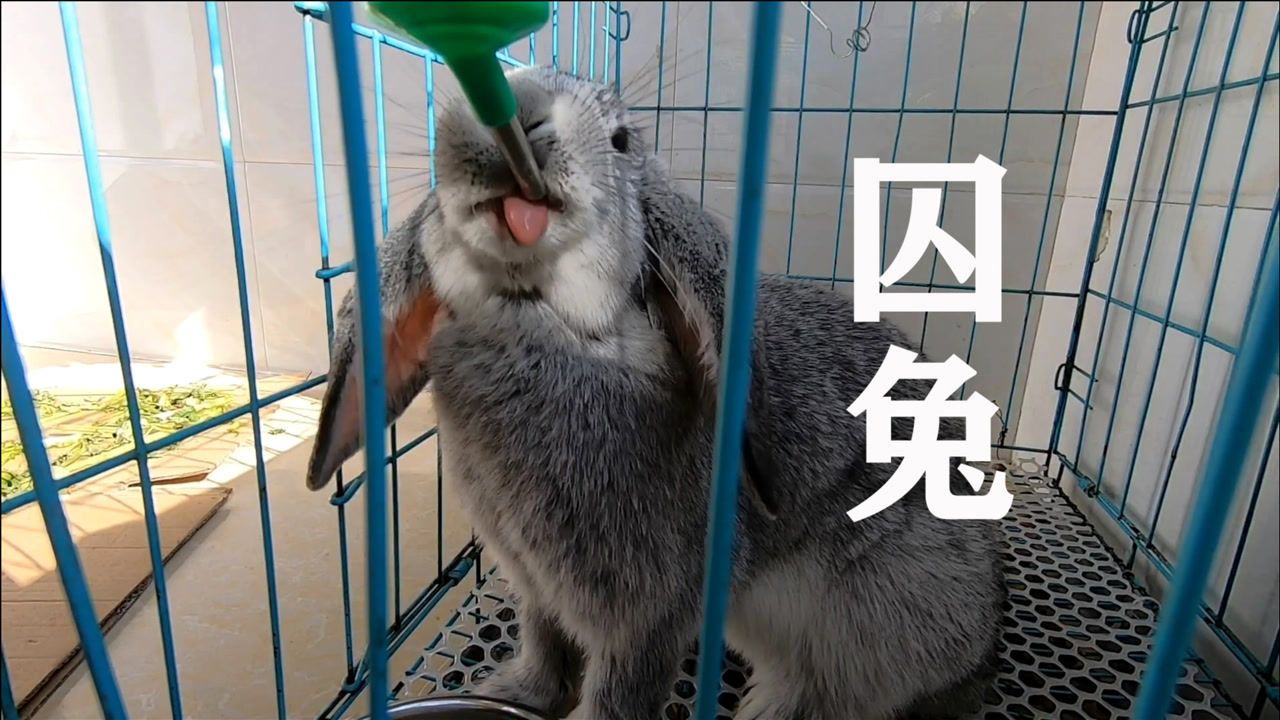 荒原叔，香肠派对荒原叔  第1张