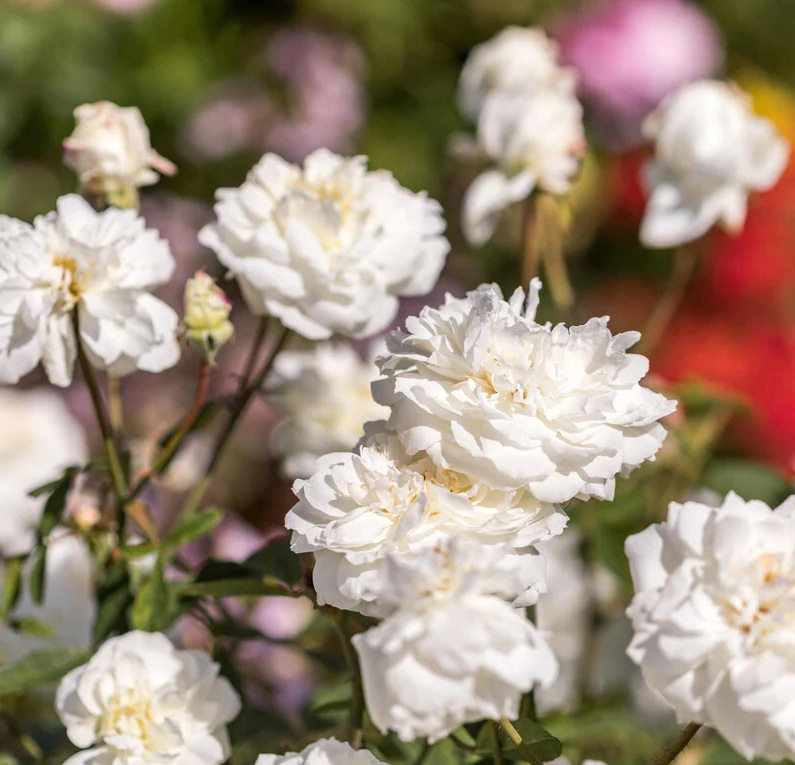 幻塔索斯月季怎么样，伊芙月季幻塔索斯和紫苑  第2张